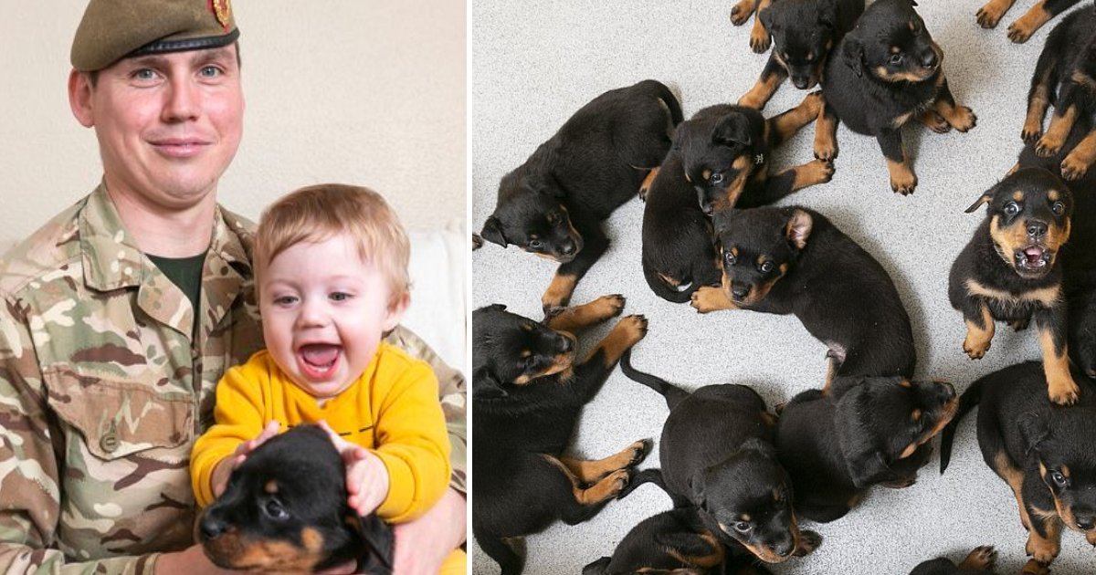 featured image 17.png?resize=1200,630 - Soldier's Pet Rottweiler Gave Birth To The Largest Litter Of 16 Puppies