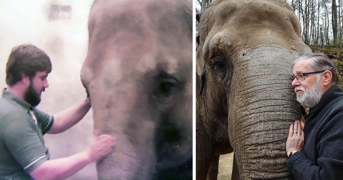 featured image 2.png?resize=1200,630 - Un gardien de zoo reconnu instantanément par l'éléphant qu'il a soigné pendant 32 ans