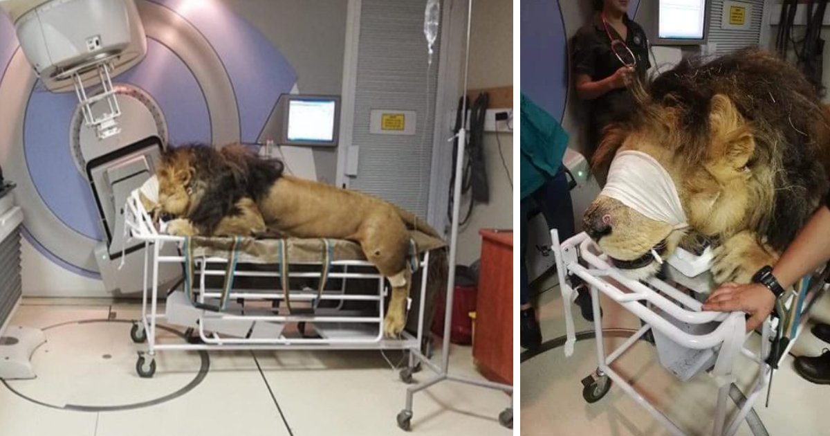 featured image 27.png?resize=412,232 - A Lion With Skin Cancer Received Radiation Treatment At A Human Hospital