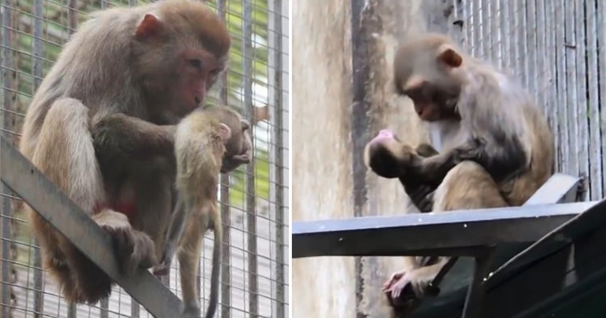 Video Dechirante D Une Mere Singe Qui Berce Son Bebe Mort Vonjour