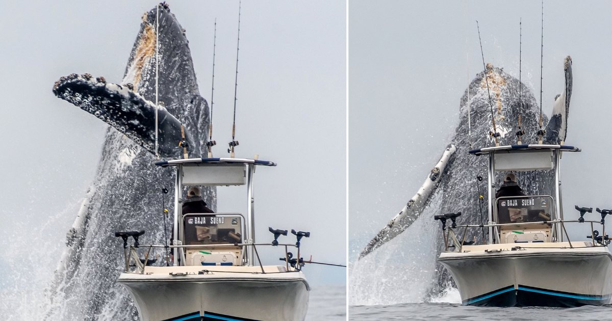 featured image 35.png?resize=1200,630 - Moment incroyable d'une baleine à bosse géante qui bondit à quelques mètres d'un petit bateau de pêche