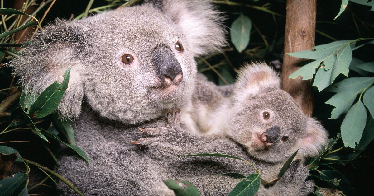 featured image 44.png?resize=1200,630 - Koalas Are Now 'Functionally Extinct' As Their Low Numbers Can't Produce A New Generation