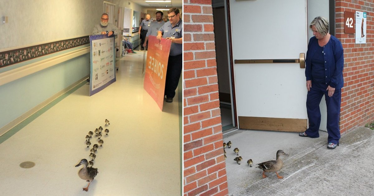 featured image 60.png?resize=412,275 - Mother Duck Paraded Her Ducklings Through The New York Hospital She Visits Every Year