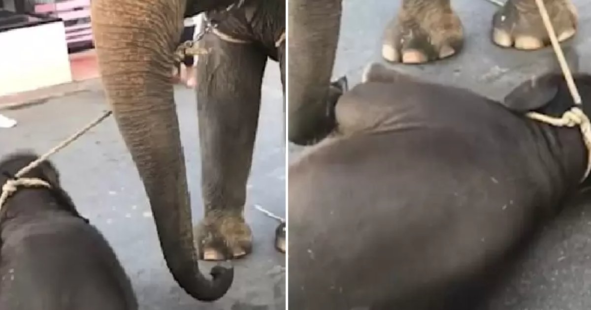 featured image 66.png?resize=1200,630 - Un bébé éléphant «épuisé» s'est effondré dans les rues de Pattaya en faisant faire des promenades aux touristes