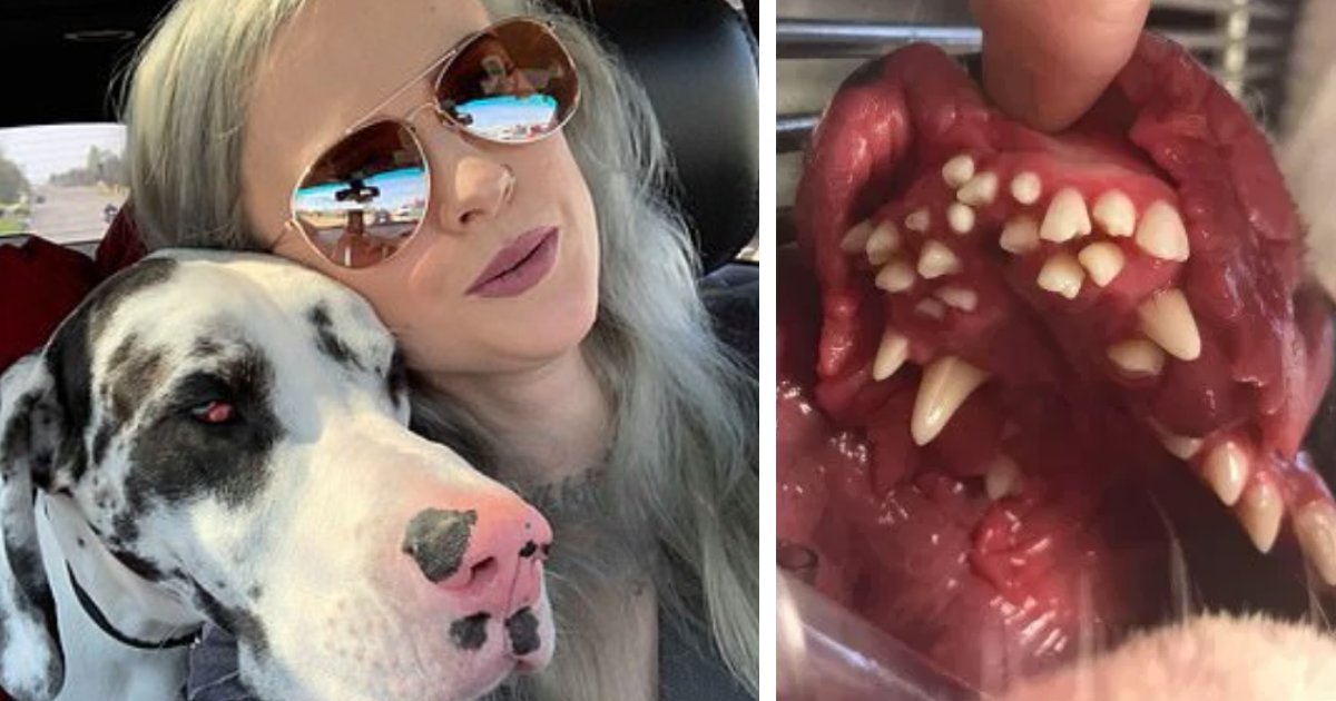 featured image 67.png?resize=1200,630 - Woman Was Stunned To Discover That The Dog She Adopted Has 70 Teeth