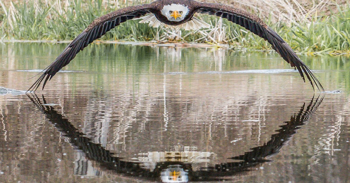 featured image 78.png?resize=1200,630 - Magnifique photo d'un aigle regardant directement dans l'objectif de l'appareil photo