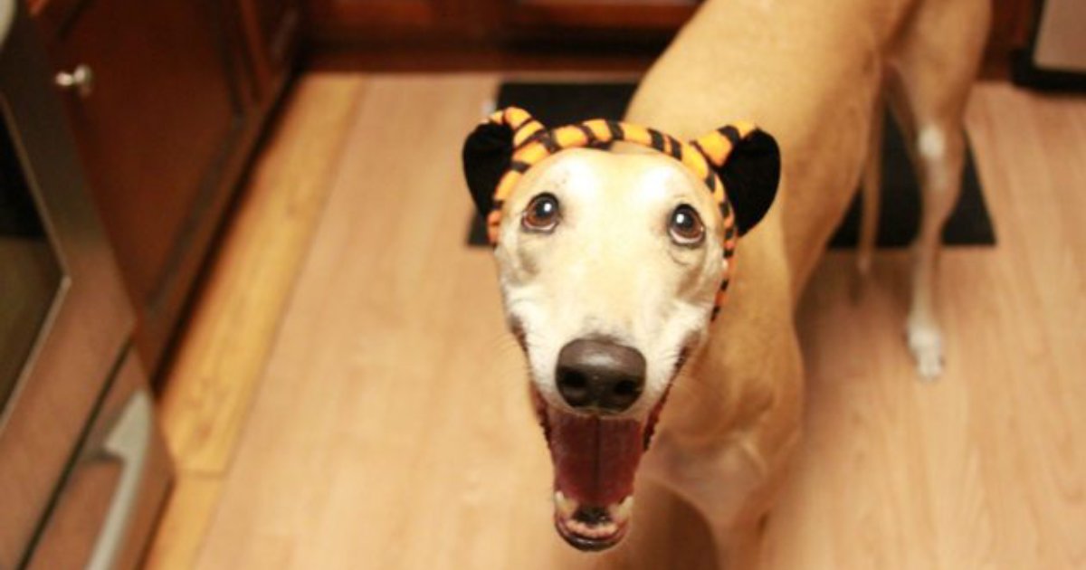 30 Hilarious Photos Of Goofy Pets That Will Bring A Smile To Your Face