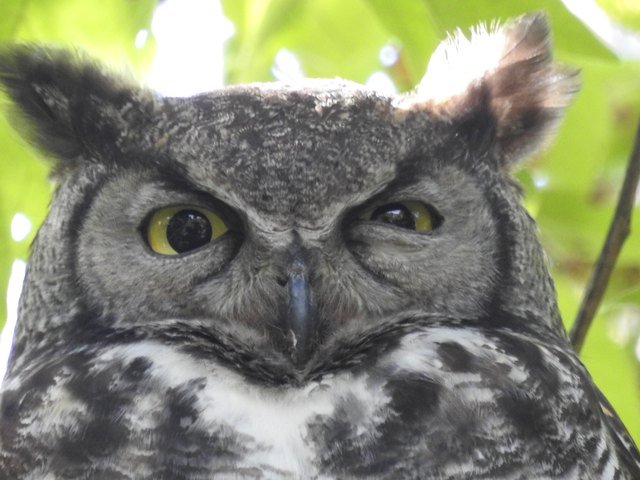 Glaring Owl