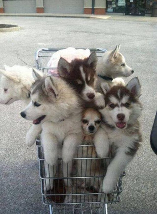 Dogs in shopping cart