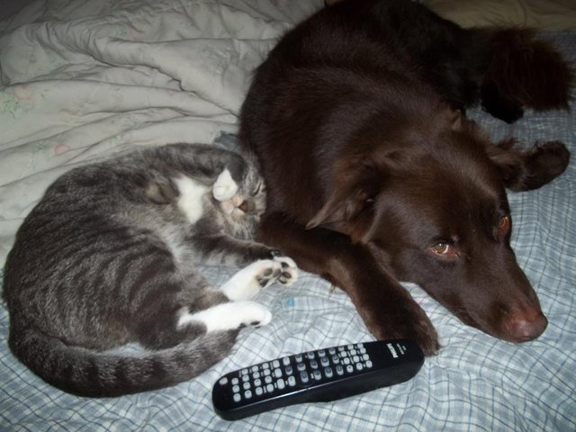 Pets watching TV