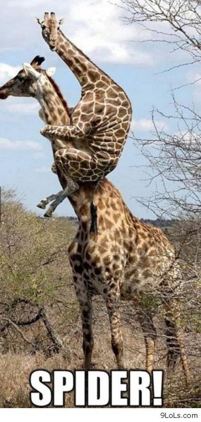 Giraffe on back