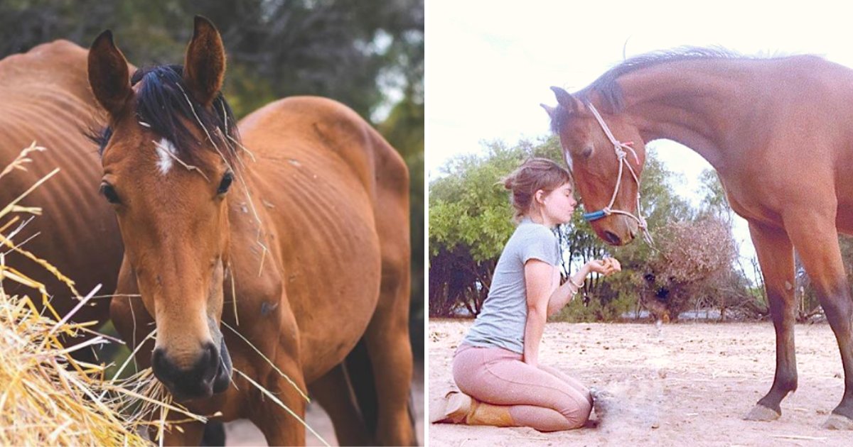 horses5.png?resize=1200,630 - Girl With Autism Saves Lives Of Three Horses That Were Sick And Malnourished