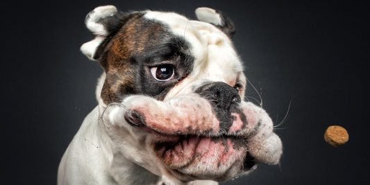 image 24 e1557571875480.jpg?resize=1200,630 - 50 Joyful Photos Of Dogs Eating Treats By Christian Vieler