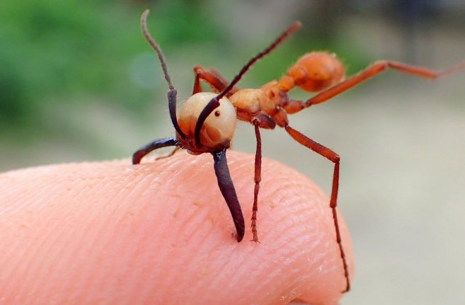 閲覧注意 世界で最も危険で恐ろしい虫特集 遭遇したら 死を覚悟せよ Hachibachi 閲覧注意 世界で最も危険で恐ろしい虫特集 遭遇したら 死を覚悟せよ Hachibachi