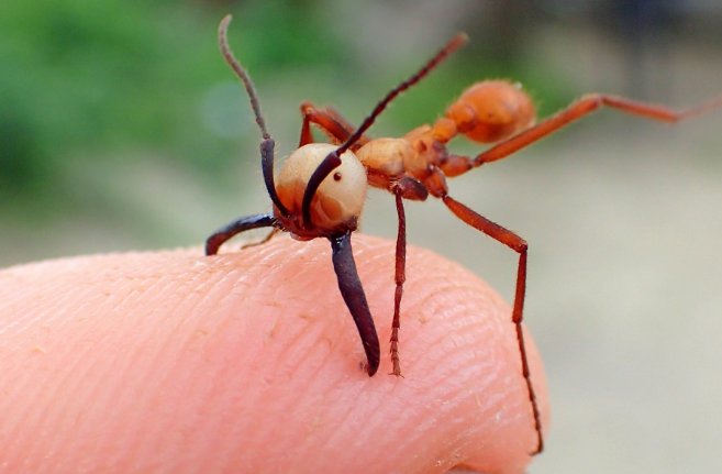 閲覧注意 世界で最も危険で恐ろしい虫特集 遭遇したら 死を覚悟せよ Hachibachi