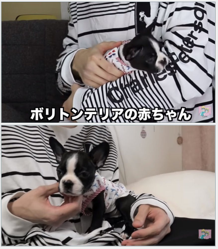 お 騒がせユーチューバー 保護犬引き取りの 嘘動画 に批判殺到 承認欲求が強すぎる Hachibachi お 騒がせユーチューバー 保護犬引き取りの 嘘動画 に批判殺到 承認欲求が強すぎる Hachibachi