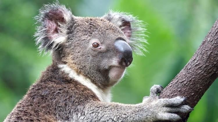 Résultat d'image pour les koalas sont