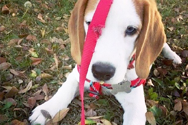 leash no.jpg?fit=640%2C426&ssl=1&strip=all - 20+ Adorable Dogs Who Have Absolutely No Idea How Leashes Work