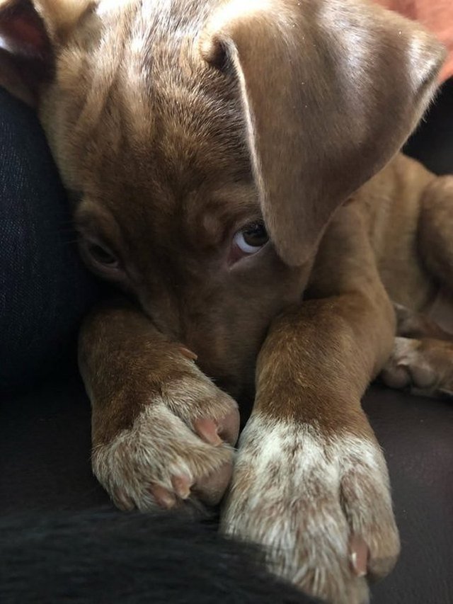Puppy hiding its face behind its paws.