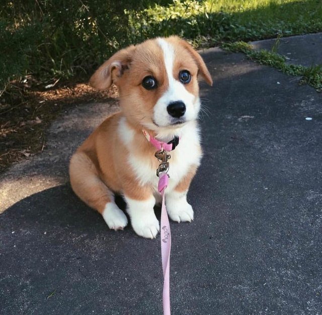 Puppy on a leash looking concerned.