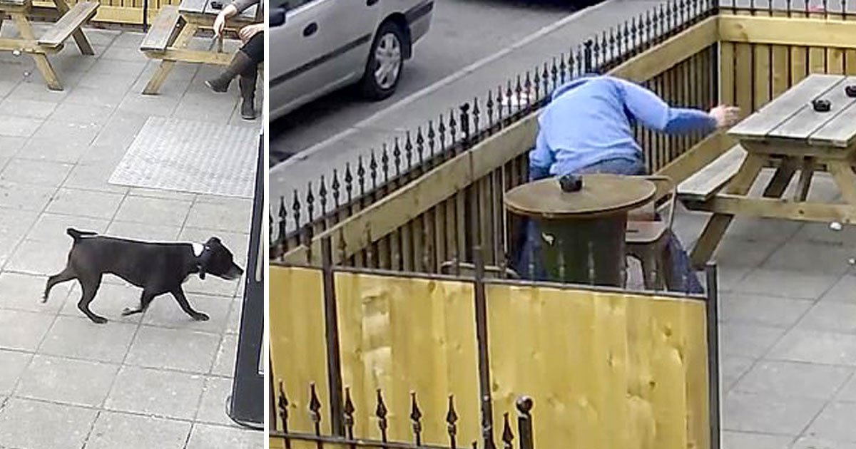 man punched dog.jpg?resize=412,275 - Man Grabbed A Dog By The Throat Before Throwing It Against A Fence In A Pub Garden