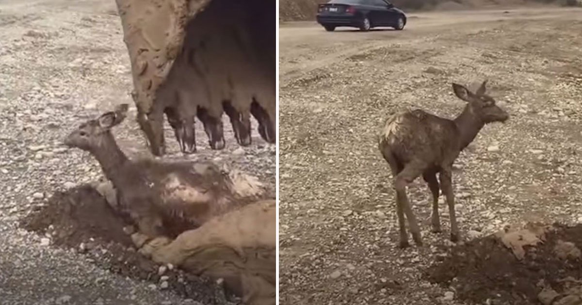 man rescue deer mud.jpg?resize=412,232 - Man Spotted Two Deer Trapped In A Massive Mud Pit - He Went Out Of His Way To Save Them
