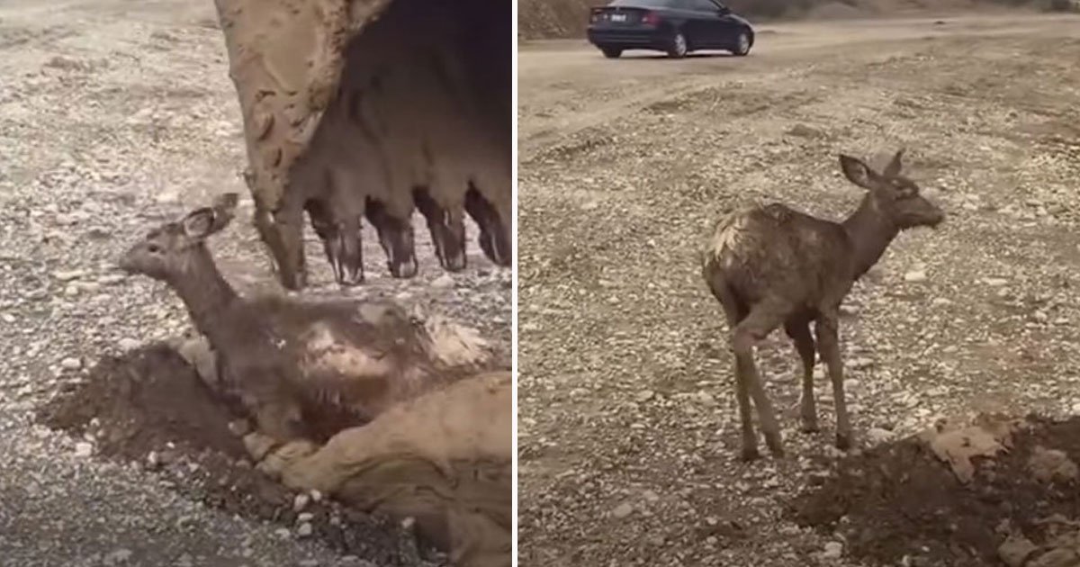 man rescue deer mud.jpg?fit=1024%2C538&ssl=1&strip=all - Man Spotted Two Deer Trapped In A Massive Mud Pit - He Went Out Of His Way To Save Them