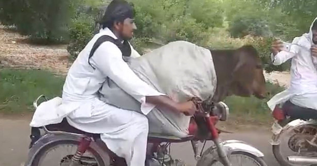 man riding bike with cow.jpg?resize=412,232 - Video Of A Man Riding A Motorbike With A Cow Sitting On His Lap Went Viral