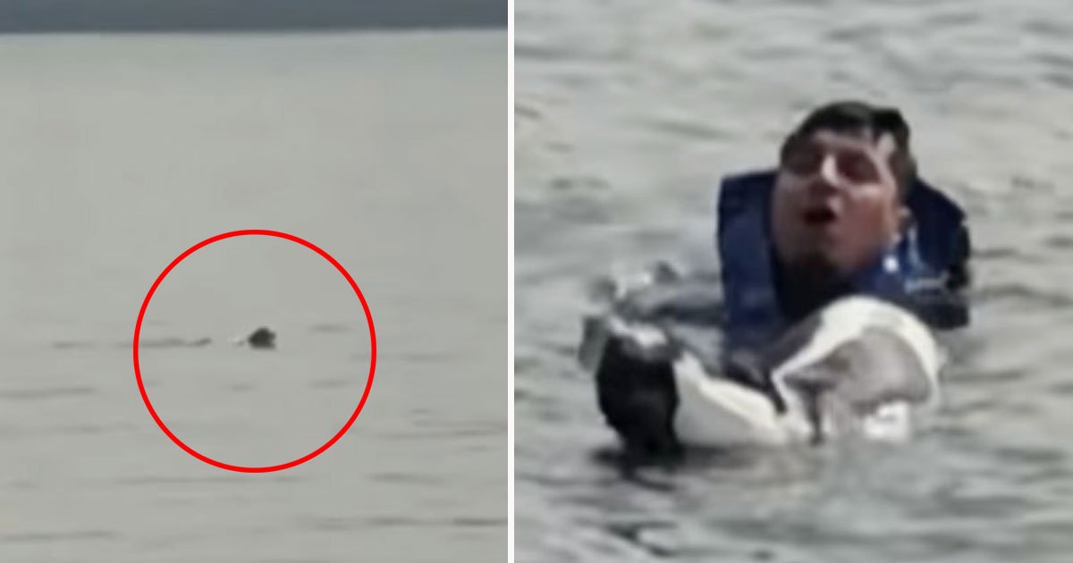 man saves drowning dog.jpg?resize=412,232 - Man Left His Own Birthday Party To Save A Drowning Dog