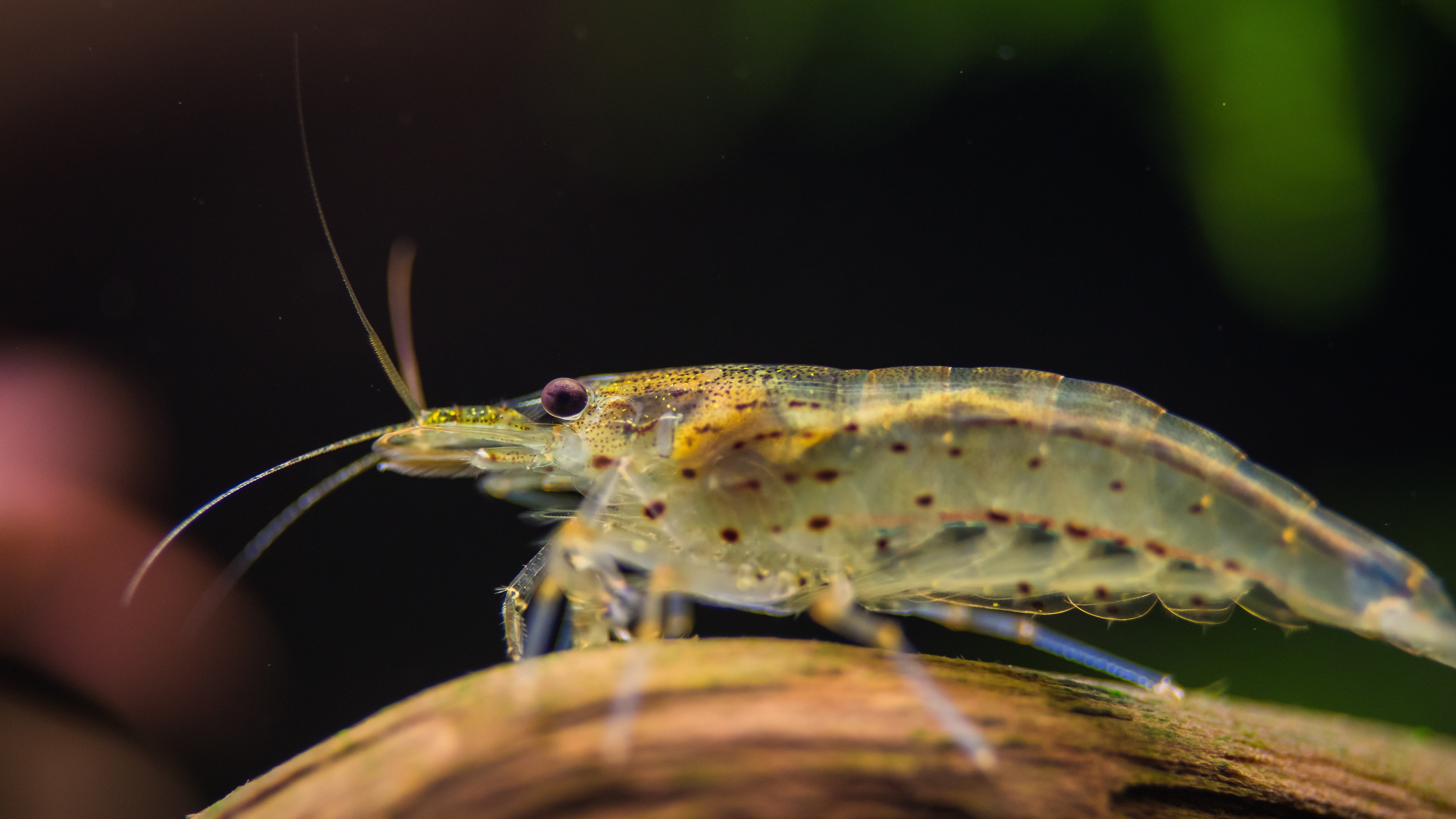 mate molnar 556648 unsplash.jpg?resize=1200,630 - En Angleterre, les crevettes d'eau douce sont contaminées à la cocaïne dans certains ruisseaux