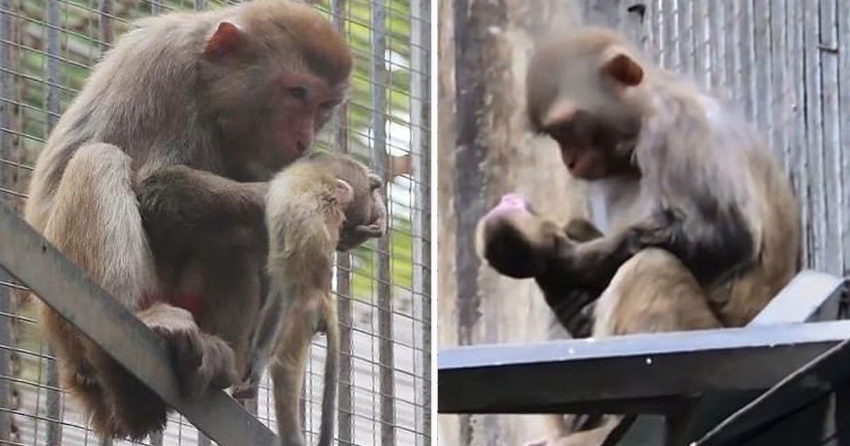 monkey cradles dead baby.jpg?resize=1200,630 - Une vidéo déchirante montre une maman singe berçant son bébé mort