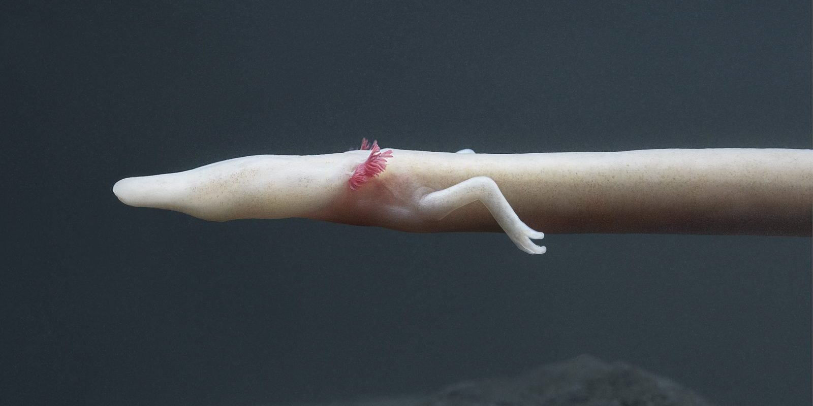 olm salamander e1557382168494.jpg?resize=412,232 - 50 Photographies Of Endangered Species That Will Blow Your Mind By Tim Flach