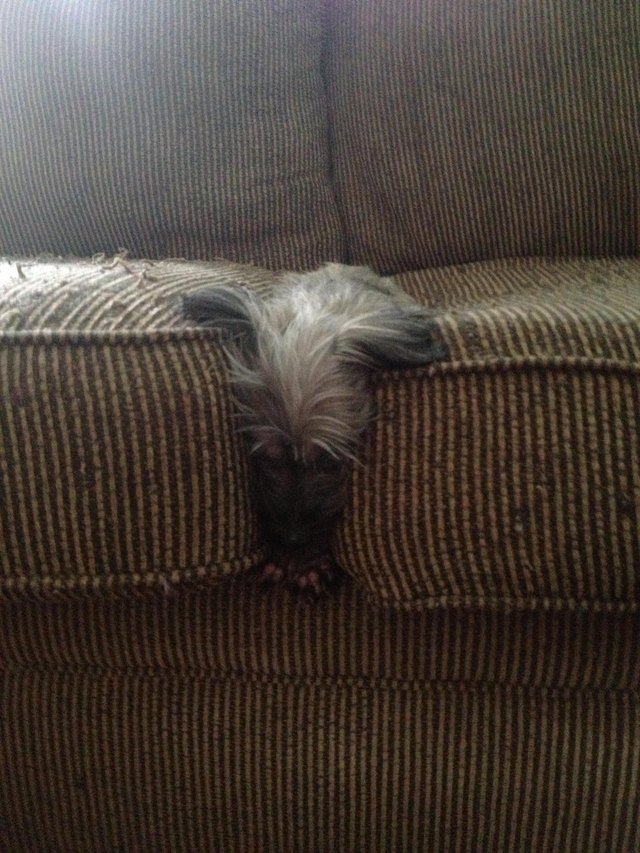 Here are 24 pets acting up when no one is looking.