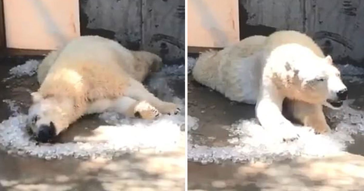 polar bear rolling ice cubes.jpg?resize=1200,630 - Voici une vidéo d'un ours polaire roulant dans des glaçons lors d'une journée chaude dans un zoo