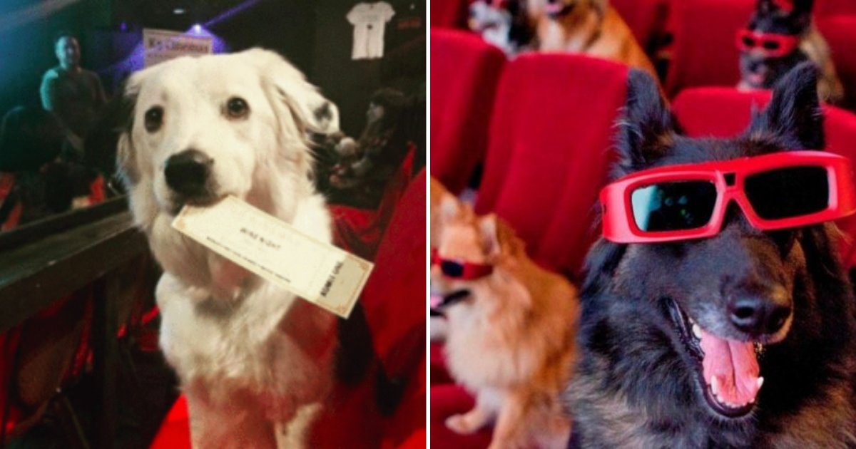 pups2.png?resize=1200,630 - Cette nouvelle salle de cinéma vous permet d'emmener votre chien à l'intérieur et de déguster du vin à volonté!