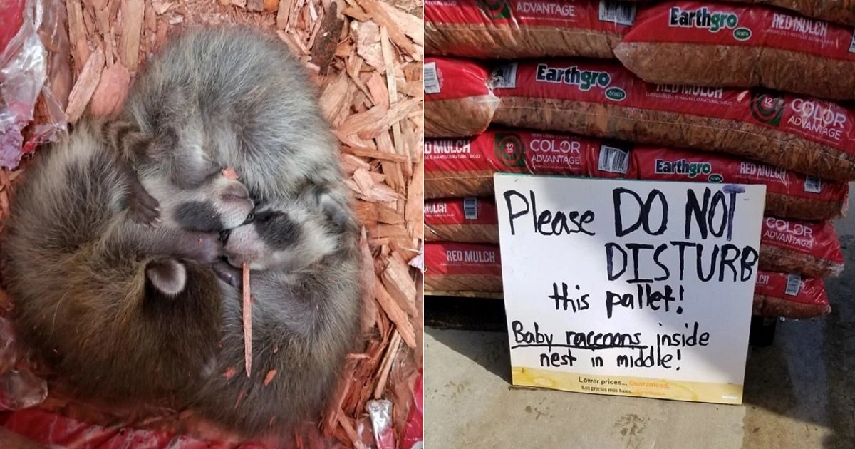 r4.jpg?resize=1200,630 - Home Depot Workers Put Up The Cutest "Do Not Disturb" Sign After Discovering Raccoon Babies In Mulch Pallet