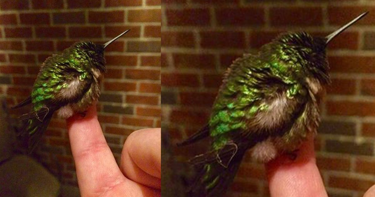 rescued hummingbird returns every year to visit a swat officer who saved its life.jpg?resize=1200,630 - Rescued Hummingbird Returns Every Year To Visit SWAT Officer Who Saved Its Life
