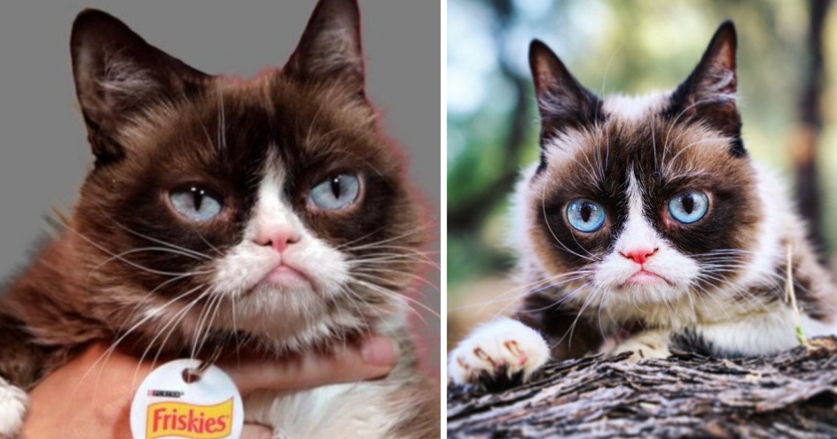 s1 10.png?resize=412,275 - Owners Said Grumpy Cat Passed Away on 14th of May