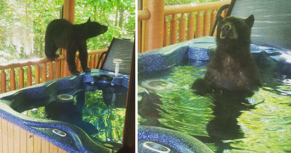 s1 2.png?resize=1200,630 - Couple Found 3 Bear Babies Soaking Up In Their Hot Tub