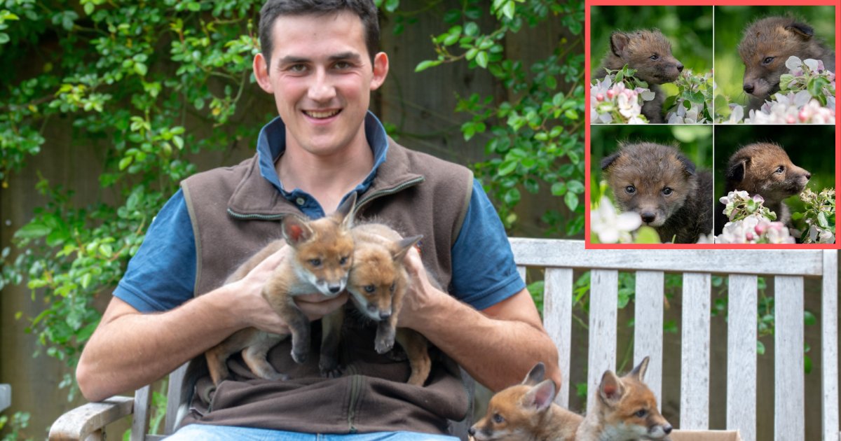 s1 9.png?resize=412,232 - Man Performed C-Section on a Dead Fox to Save Lives of 4 Fox Cubs