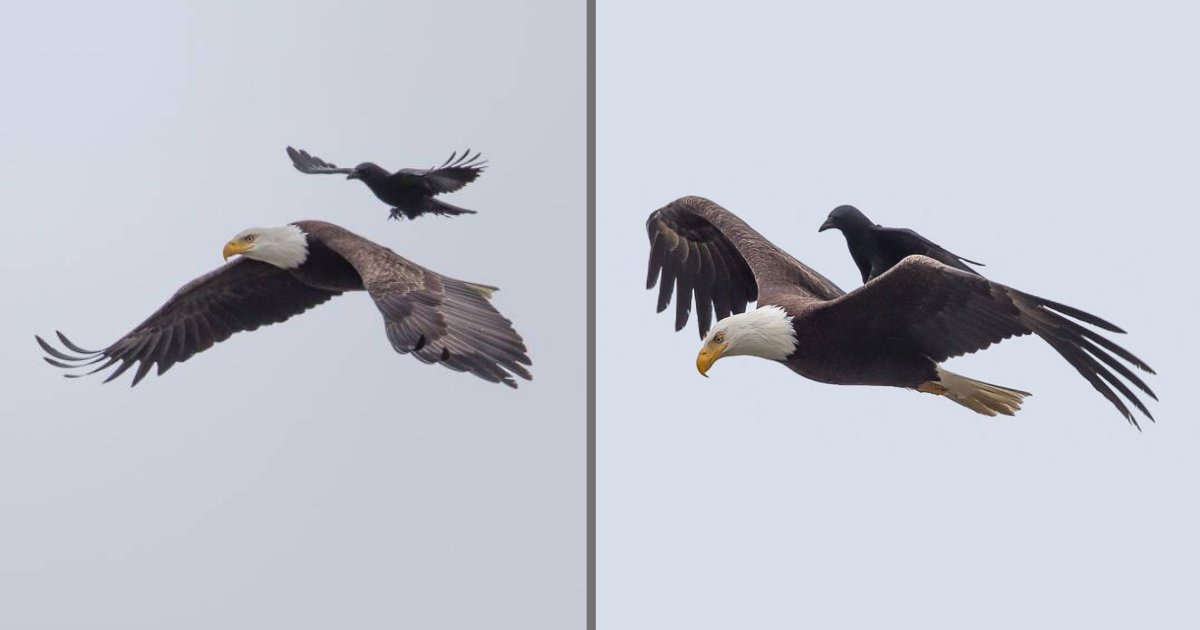 s4 10.png?resize=412,232 - Sur le dos d'un aigle, ce corbeau a été photographié en train de passer un très bon moment de détente