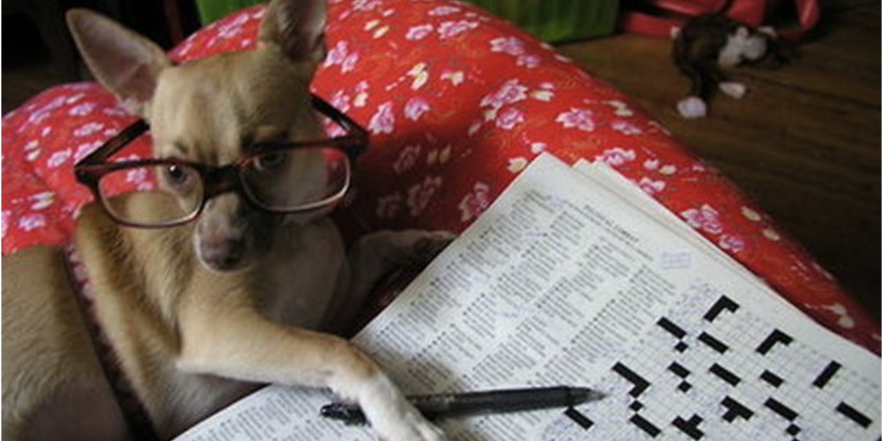 Отгадай смешно. Очень умные животные. Собака ученый. Собака разгадывает кроссворд. Пятерка умных животных.