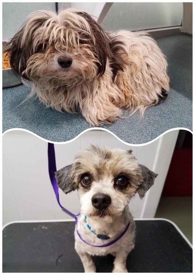 Dog before and after being groomed.