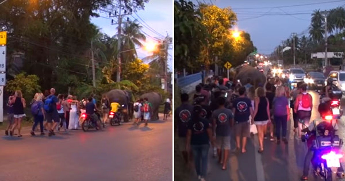 strangers elephants walk.jpg?resize=412,232 - Strangers Joined Rescue Elephants To Walk Them To Their New Home