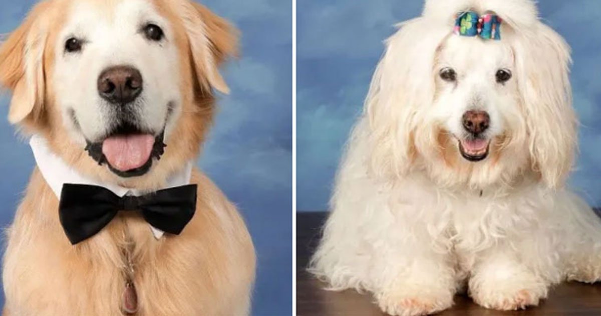 therapy dogs for the parkland shooting survivors featured on school yearbook page and it is awesome.jpg?resize=1200,630 - A Page In The Yearbook Was Dedicated To The Therapy Dogs For The Parkland Shooting Survivors