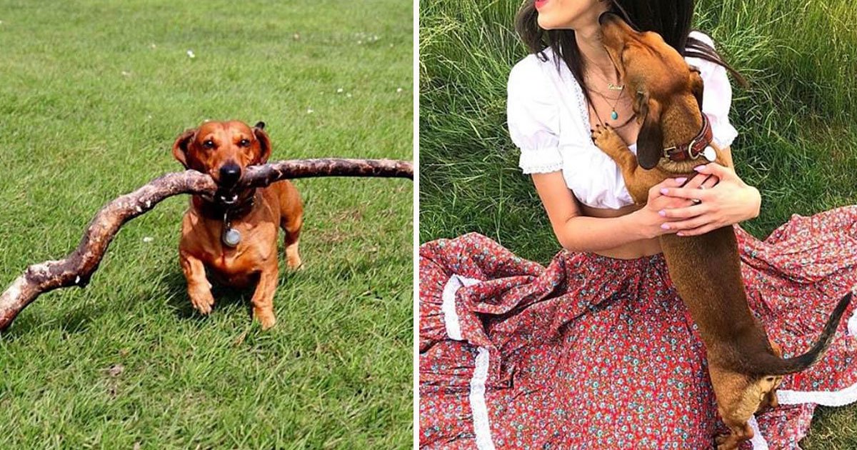 tiny dog carry giant sticks.jpg?resize=412,275 - This Adorable Tiny Dachshund’s Favourite Hobby Is To Carry Giant Sticks