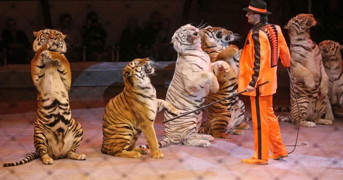 travelling circuses will be banned from using wild animals.jpg?resize=412,275 - Traveling Circuses Will Be Banned From Using Wild Animals