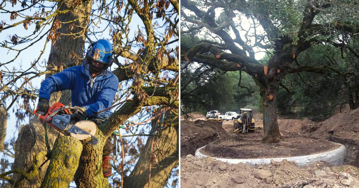 trees2.png?resize=1200,630 - A Couple Is Ordered To Pay $600,000 After They Uprooted A Protected Oak Tree