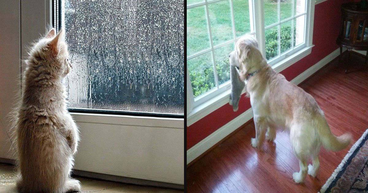 untitled 1 1.jpg?resize=1200,630 - Pictures Of Animals Waiting For Their Owners To Return Are The Cutest