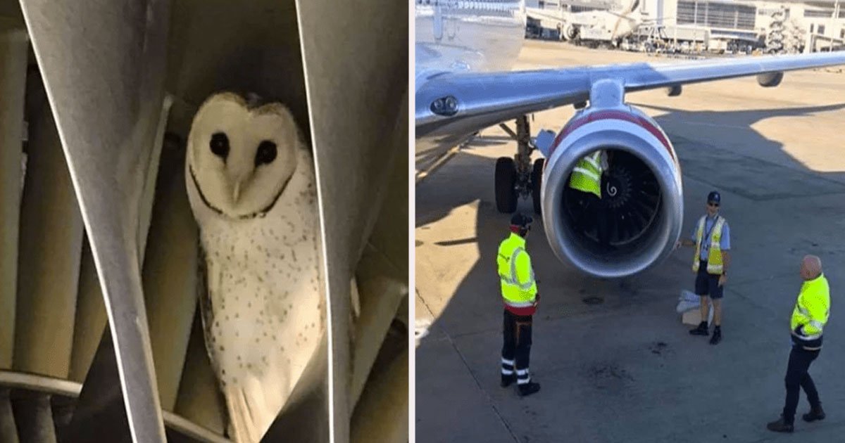 untitled 1 2.jpg?resize=412,275 - During A Pre-Flight Check Engineers Found An Owl Napping Inside The Engine Of The Plane